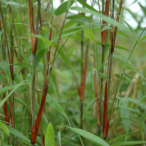 Fargesia scabrida